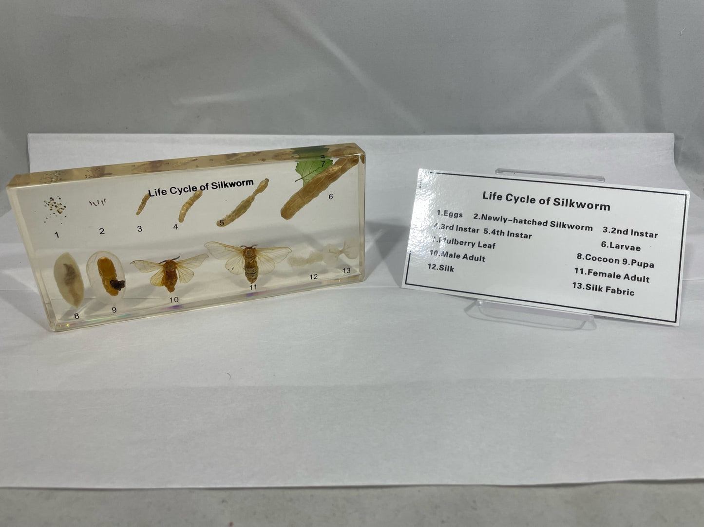 6.4" Silkworm Lifecycle Paperweight
