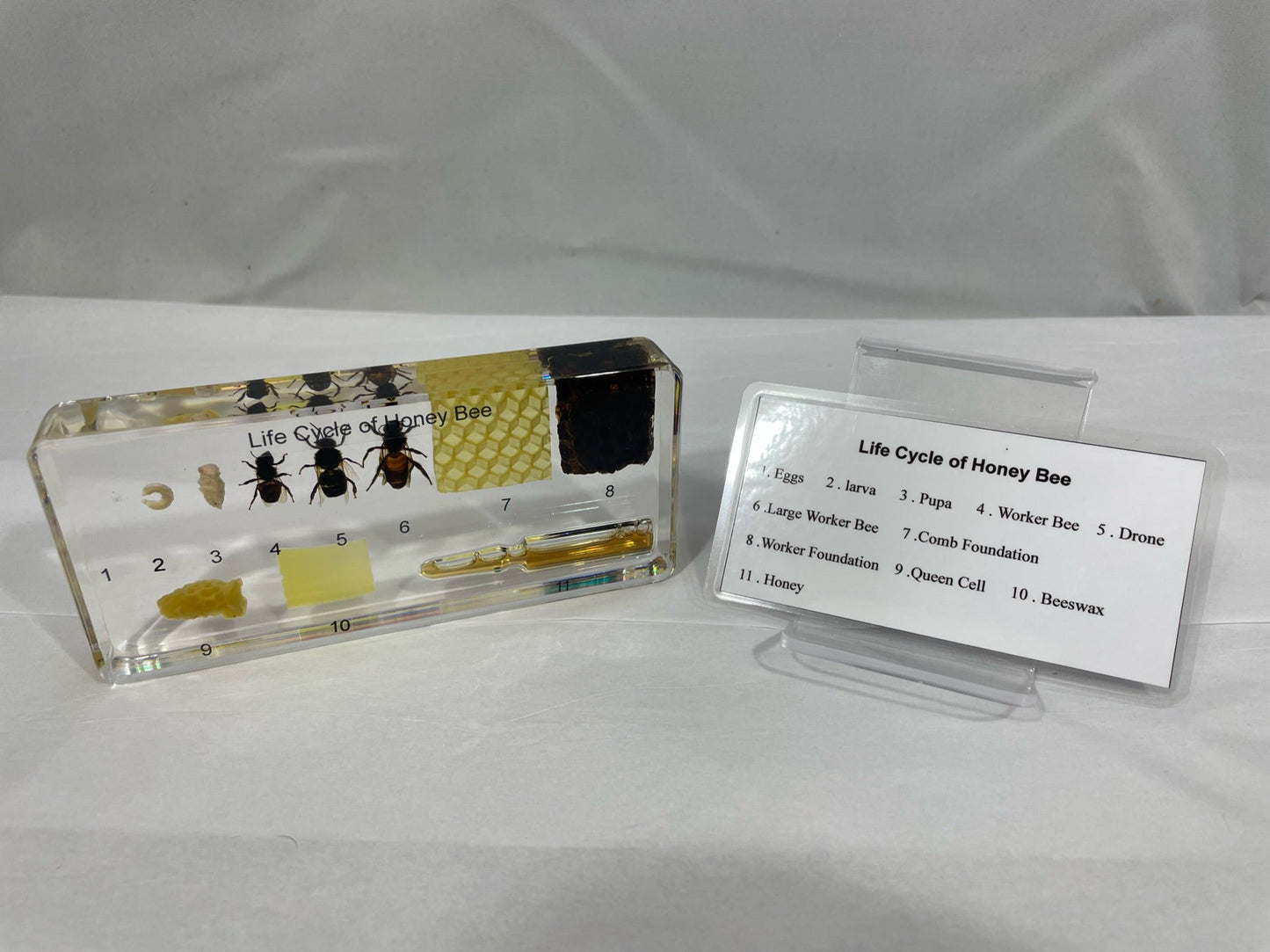 6.4" Life Cycle of Honeybee Paperweight