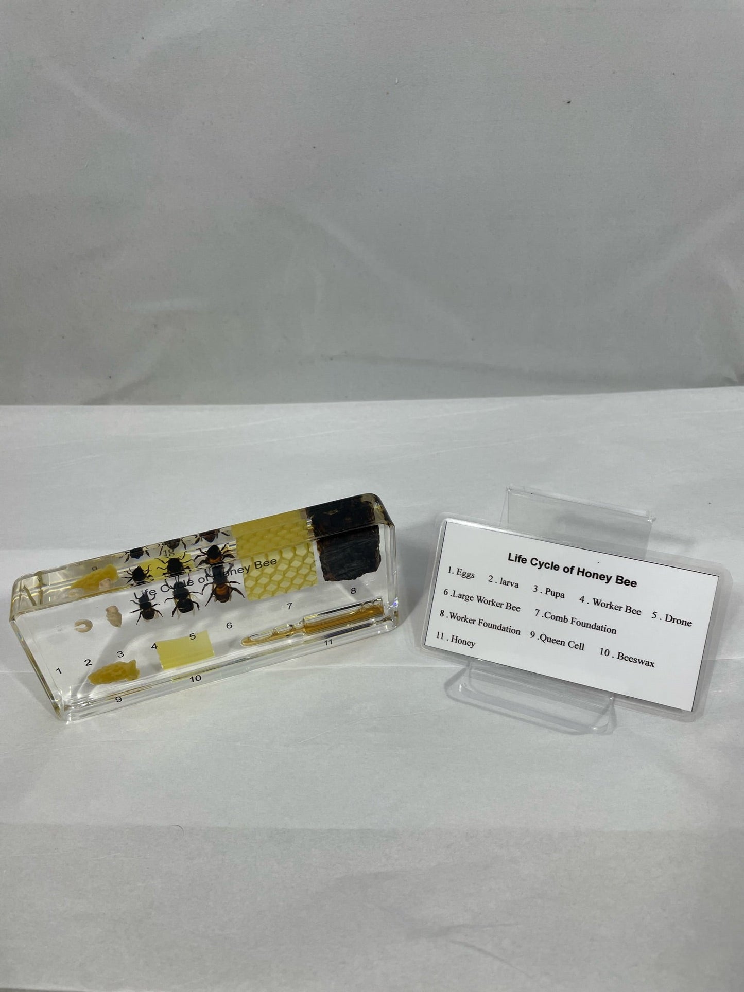 6.4" Life Cycle of Honeybee Paperweight
