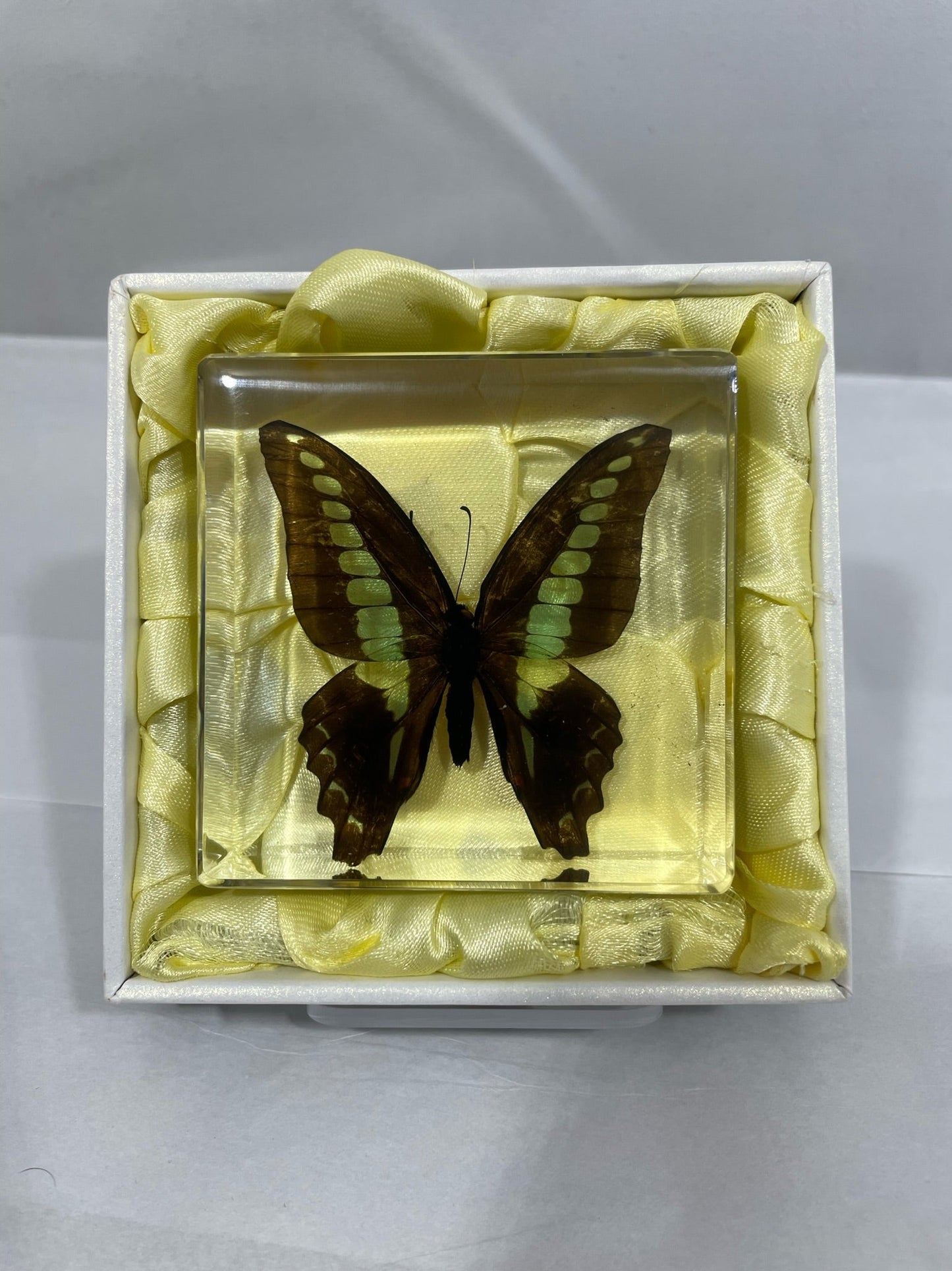 3" Swallowtail Butterfly Cuboid Decoration
