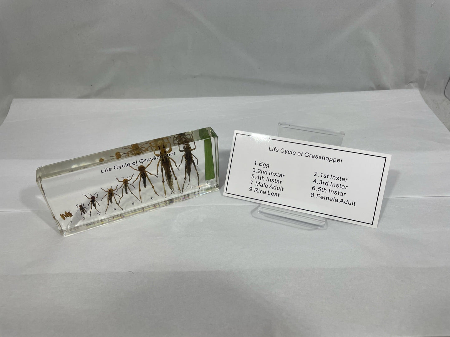 6.25" Grasshopper Lifecycle Paperweight