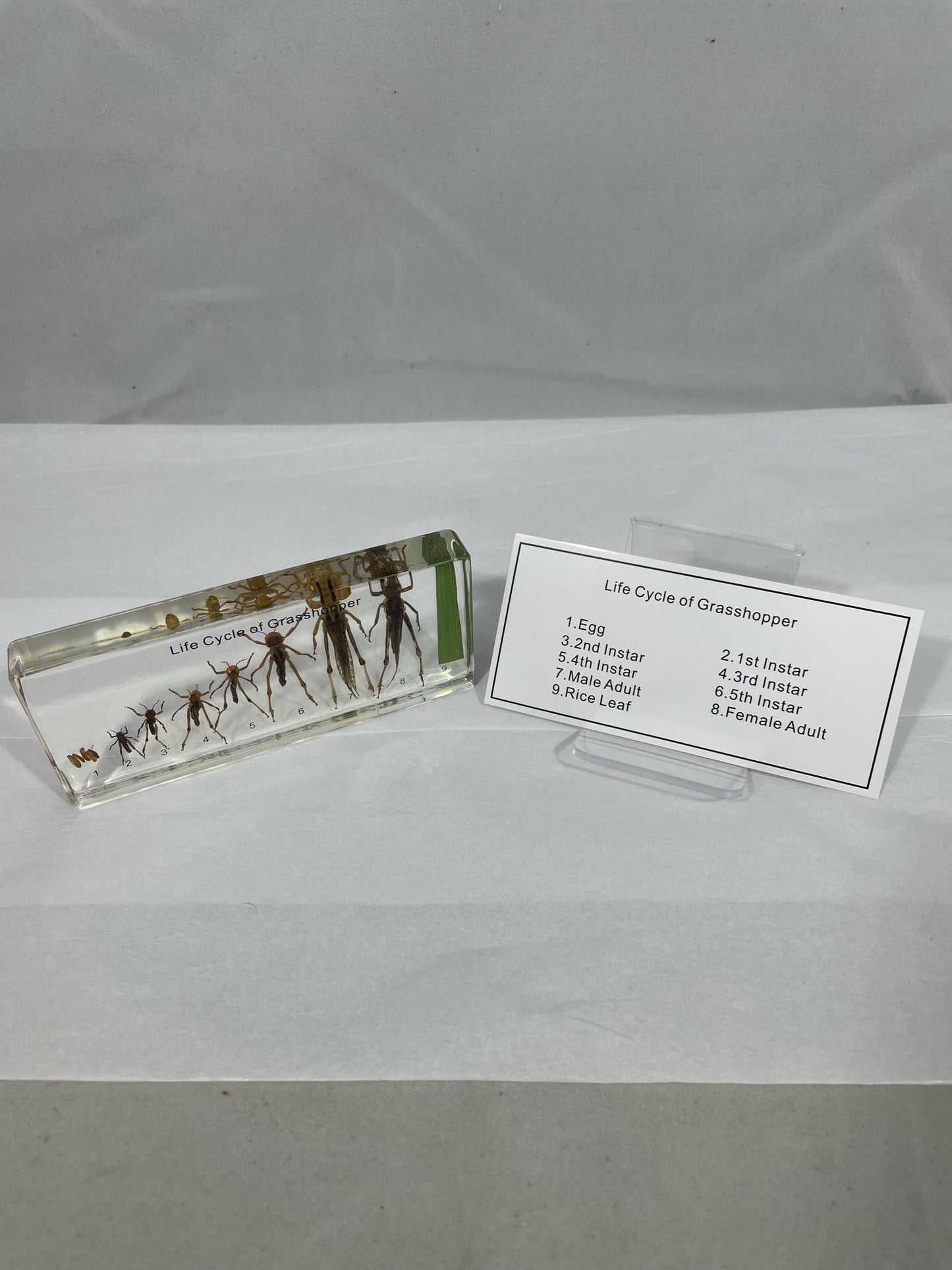 6.25" Grasshopper Lifecycle Paperweight