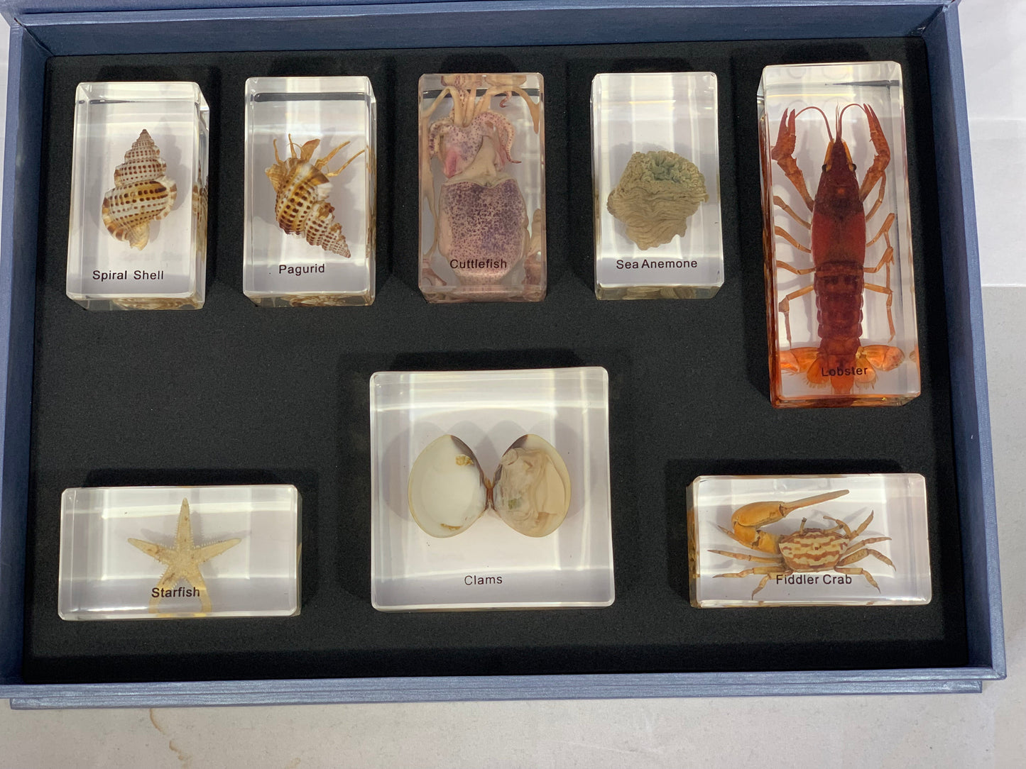 Marine Animals Box Set
