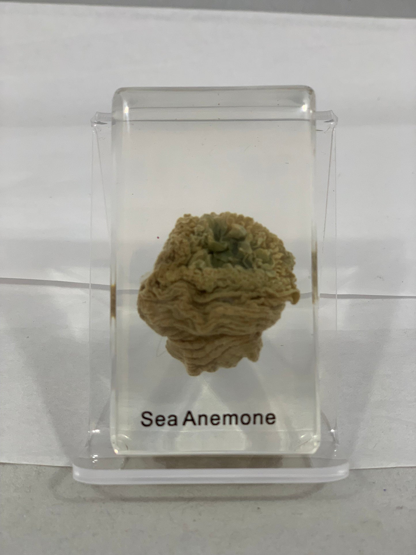 Marine Animals Box Set