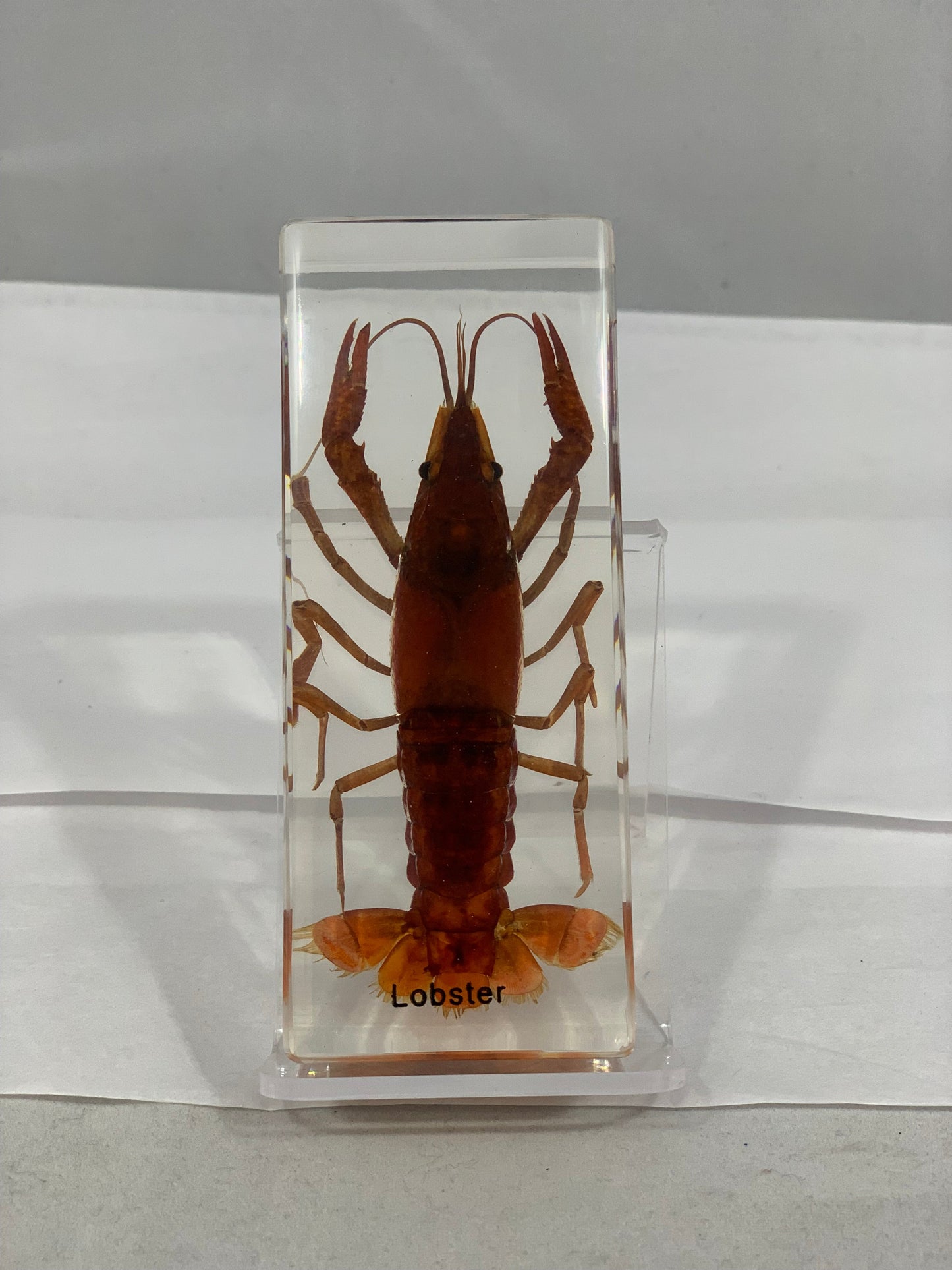 Marine Animals Box Set