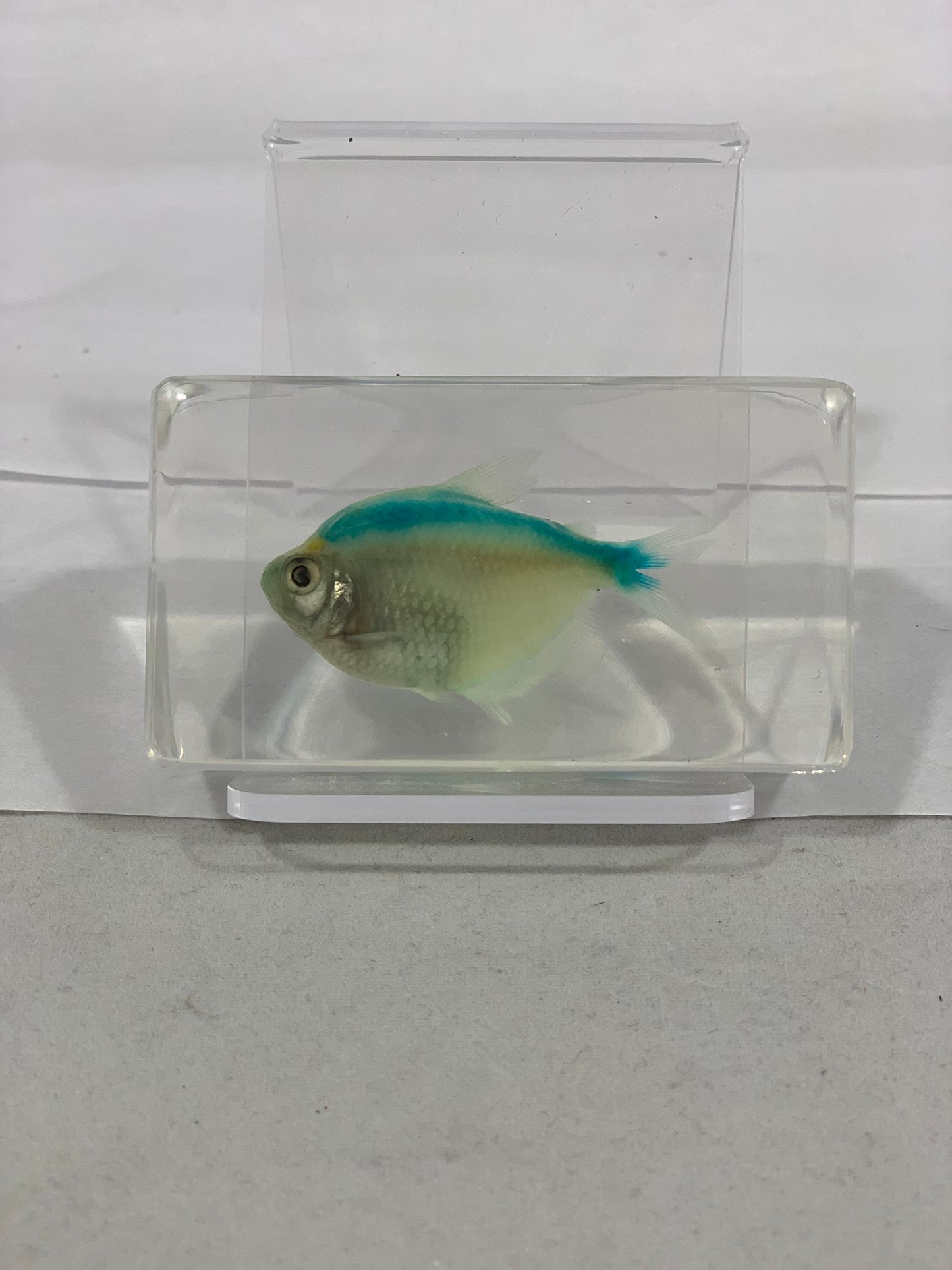 2.9" Greenish Blue Skirt Tetra Fish Paperweight