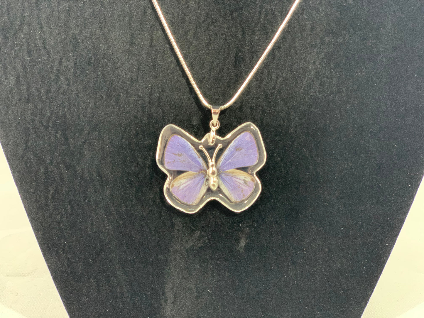 Preserved Butterfly Jewelry