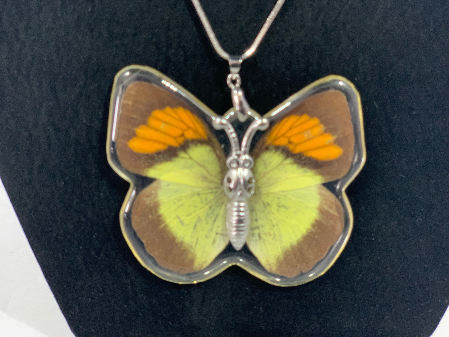 Preserved Butterfly Jewelry
