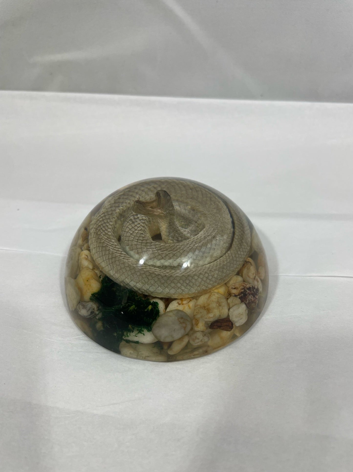 Real 4" Snake Encased in Half Dome of Resin Poised to Strike