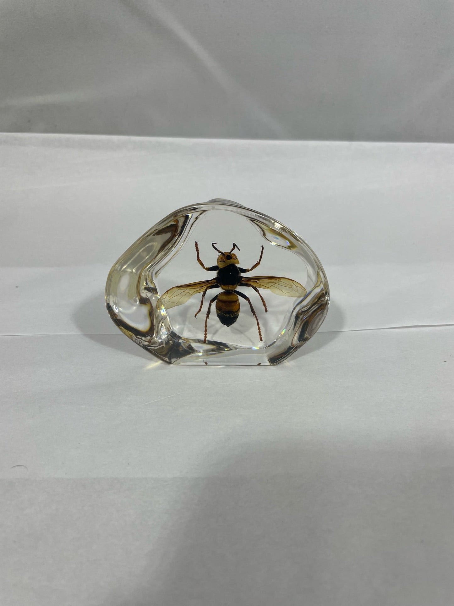 2.9" Organic Unique and Rare Resin encased Asian giant hornet (Vespa mandarinia) Decoration