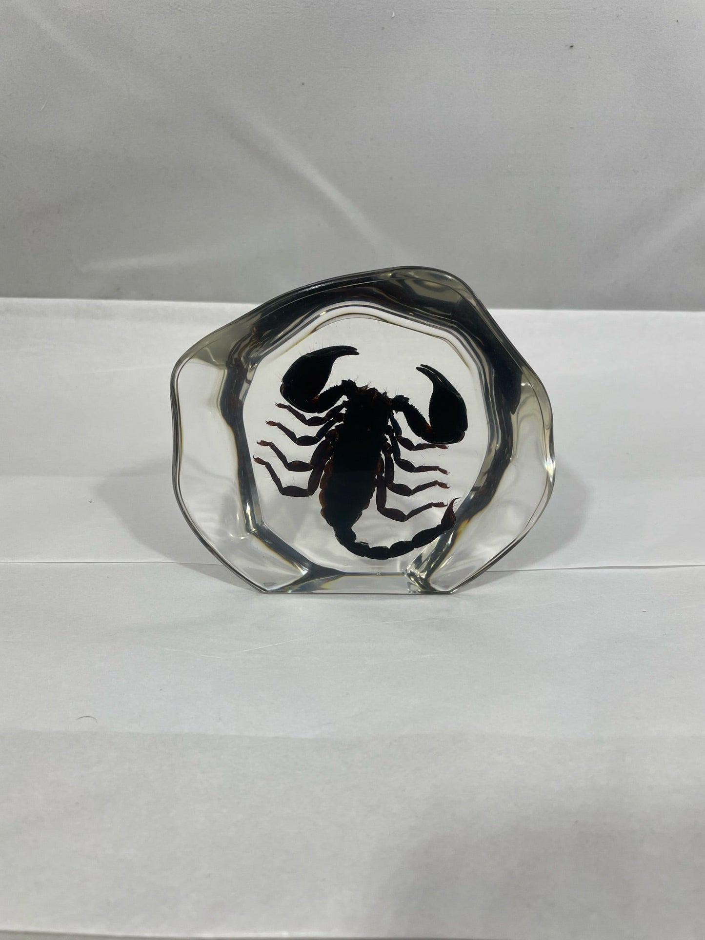 4.5" Organic Black Scorpion Decoration