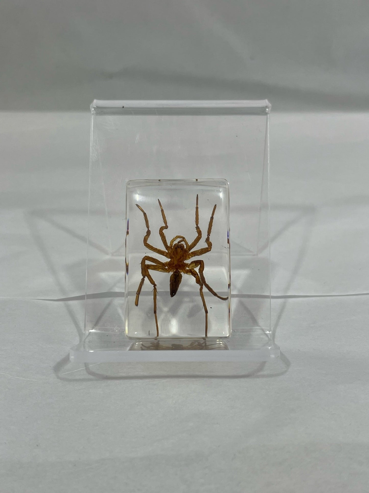 1.1" Cuboid Spider Paperweight