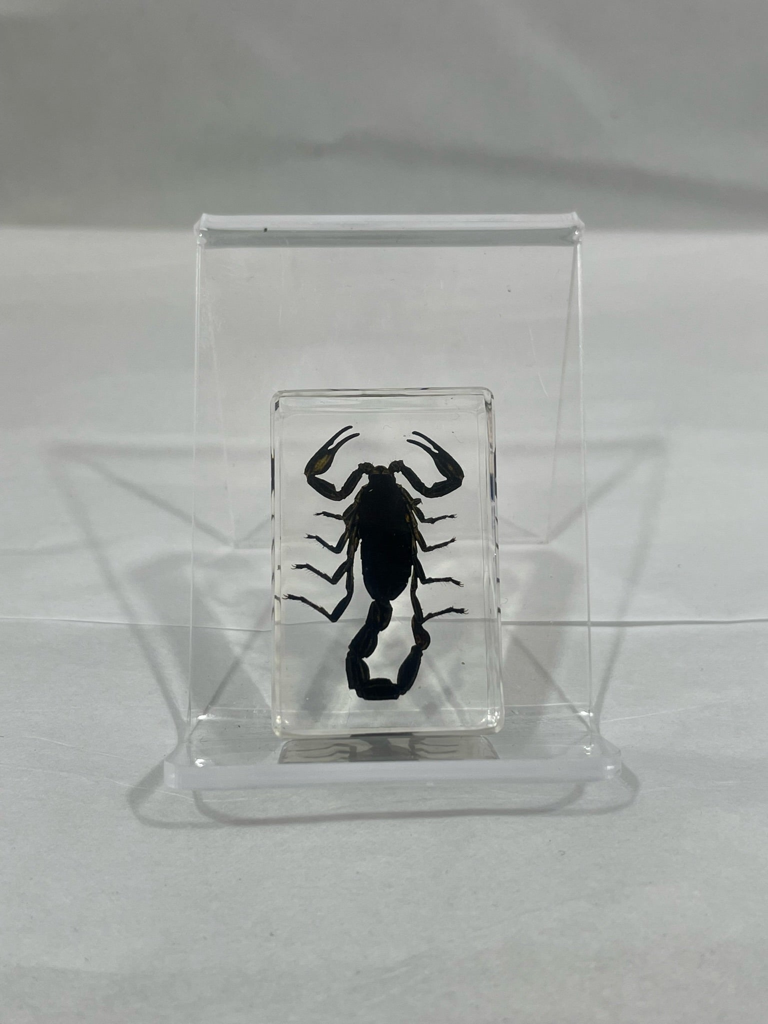 Scorpion Paperweights - The Evolution Store