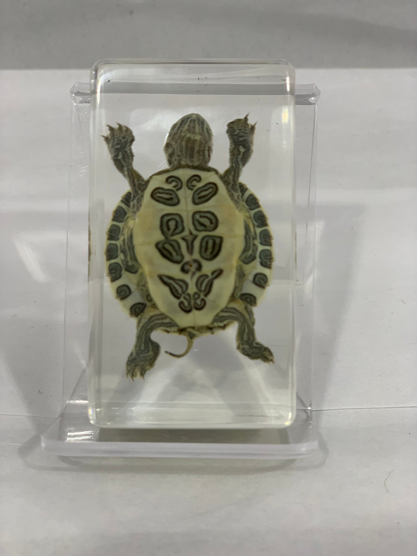 2.9" Tortoise Cuboid Paperweight