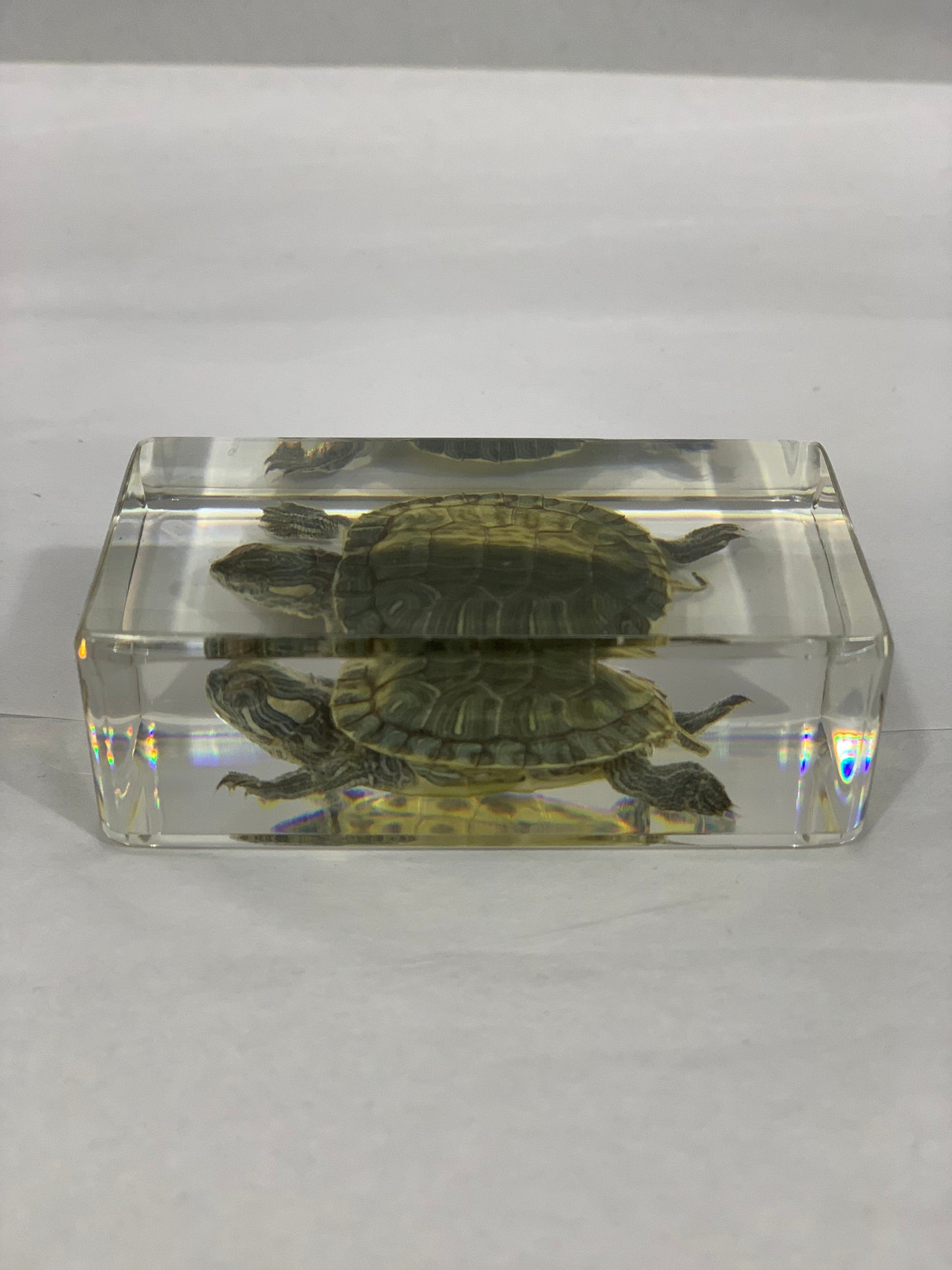 2.9" Tortoise Cuboid Paperweight