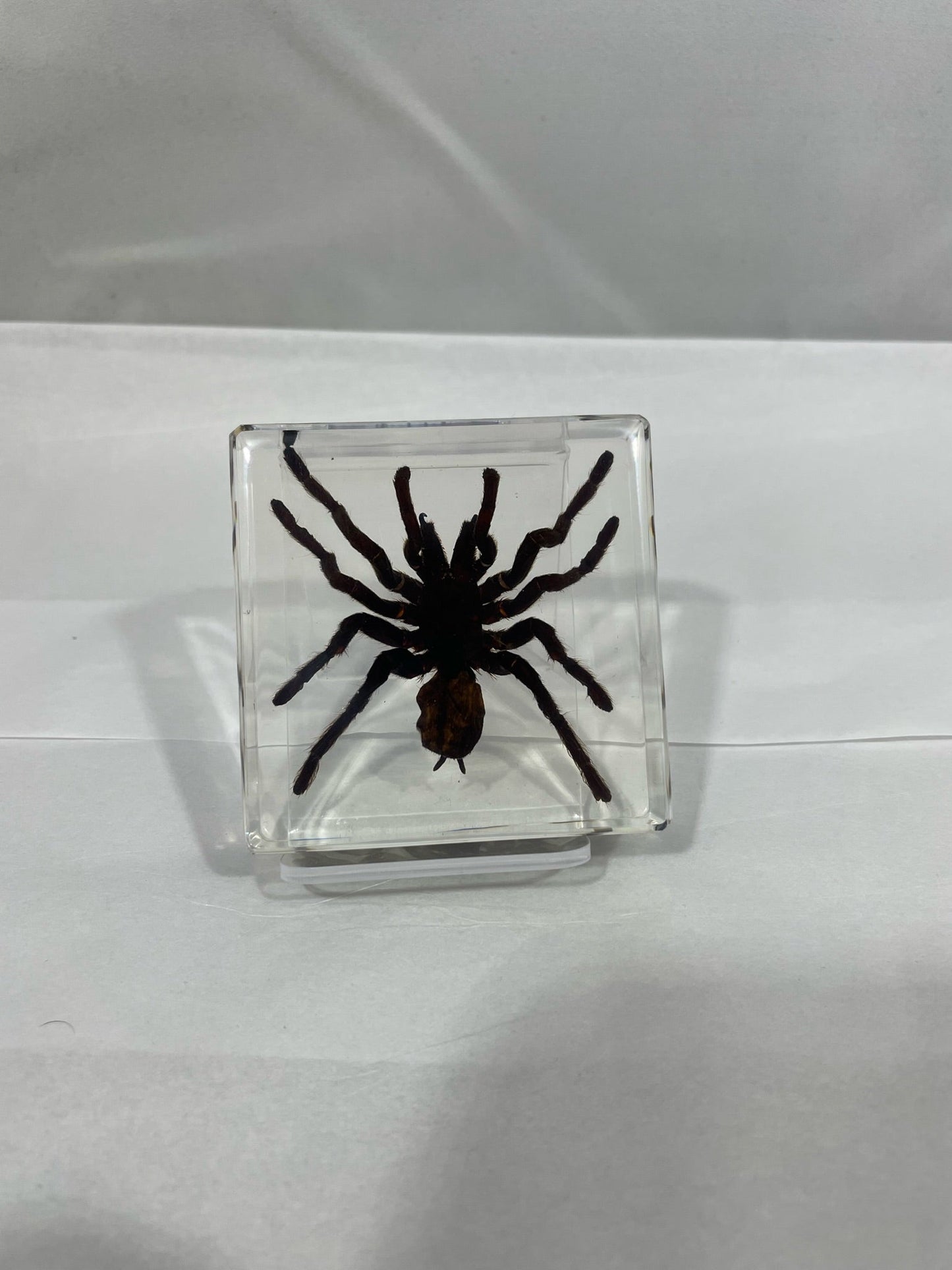 3" Tarantula Cuboid Decoration