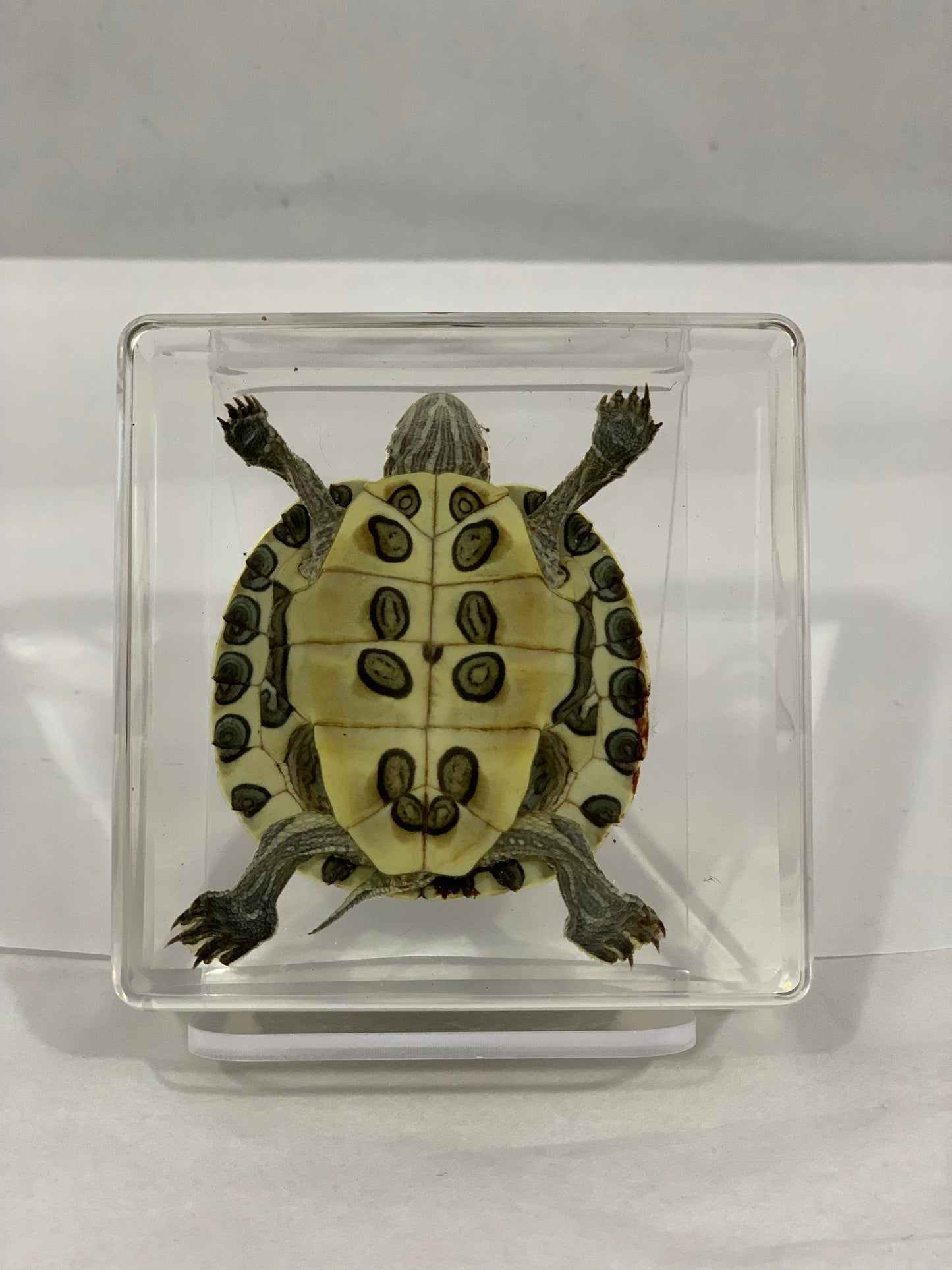 3" Tortoise Cuboid Decoration