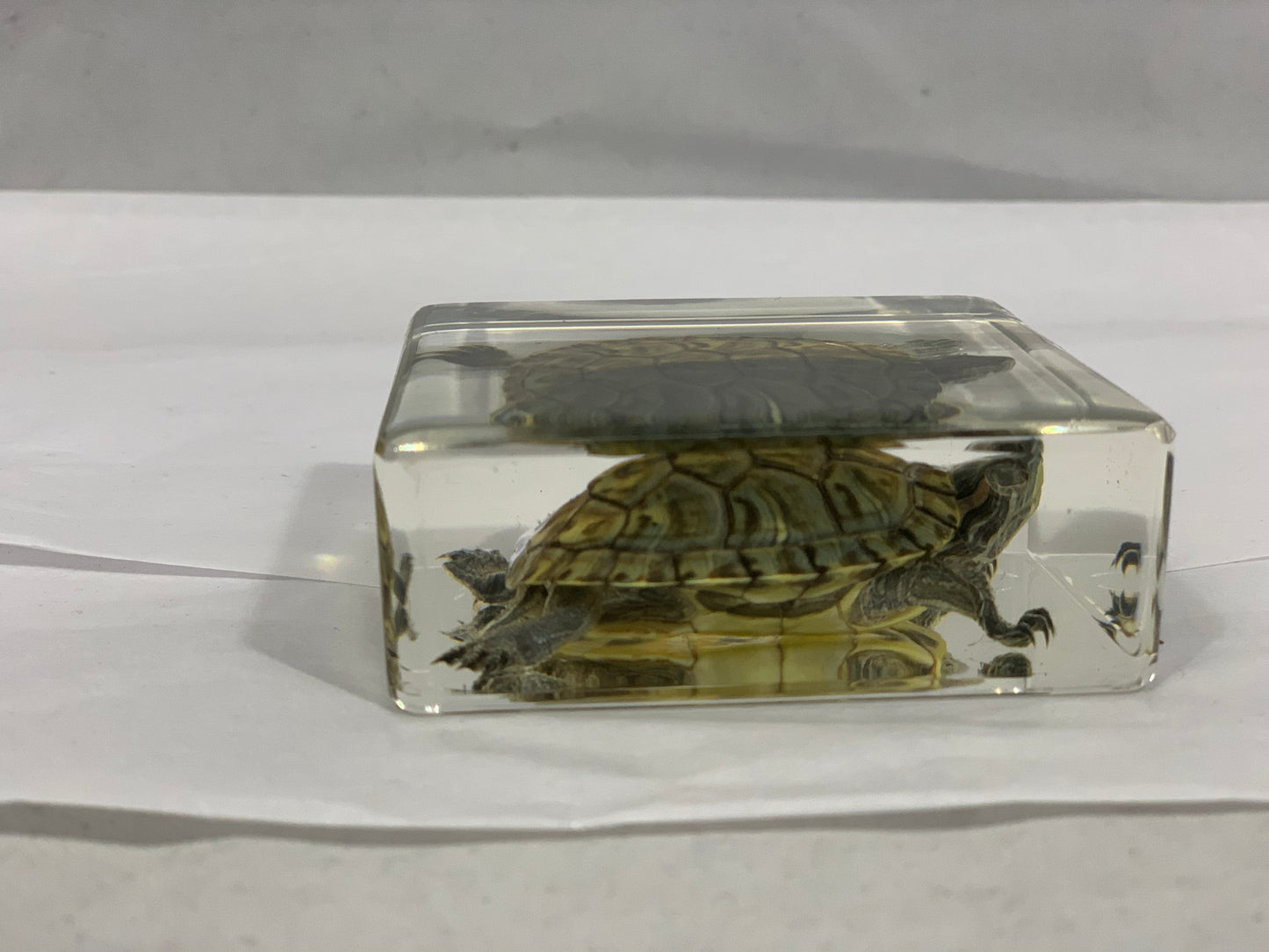 3" Tortoise Cuboid Decoration