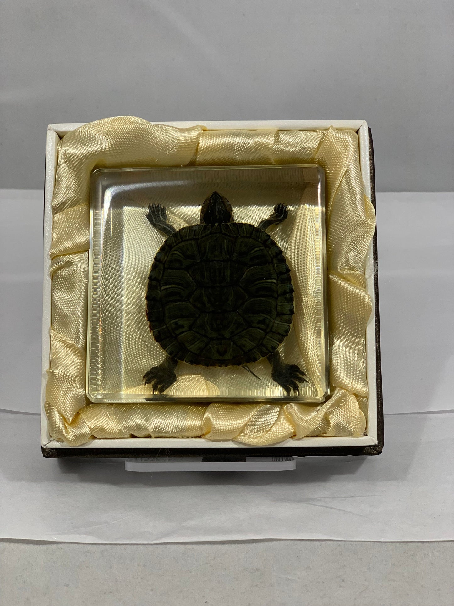 3" Tortoise Cuboid Decoration