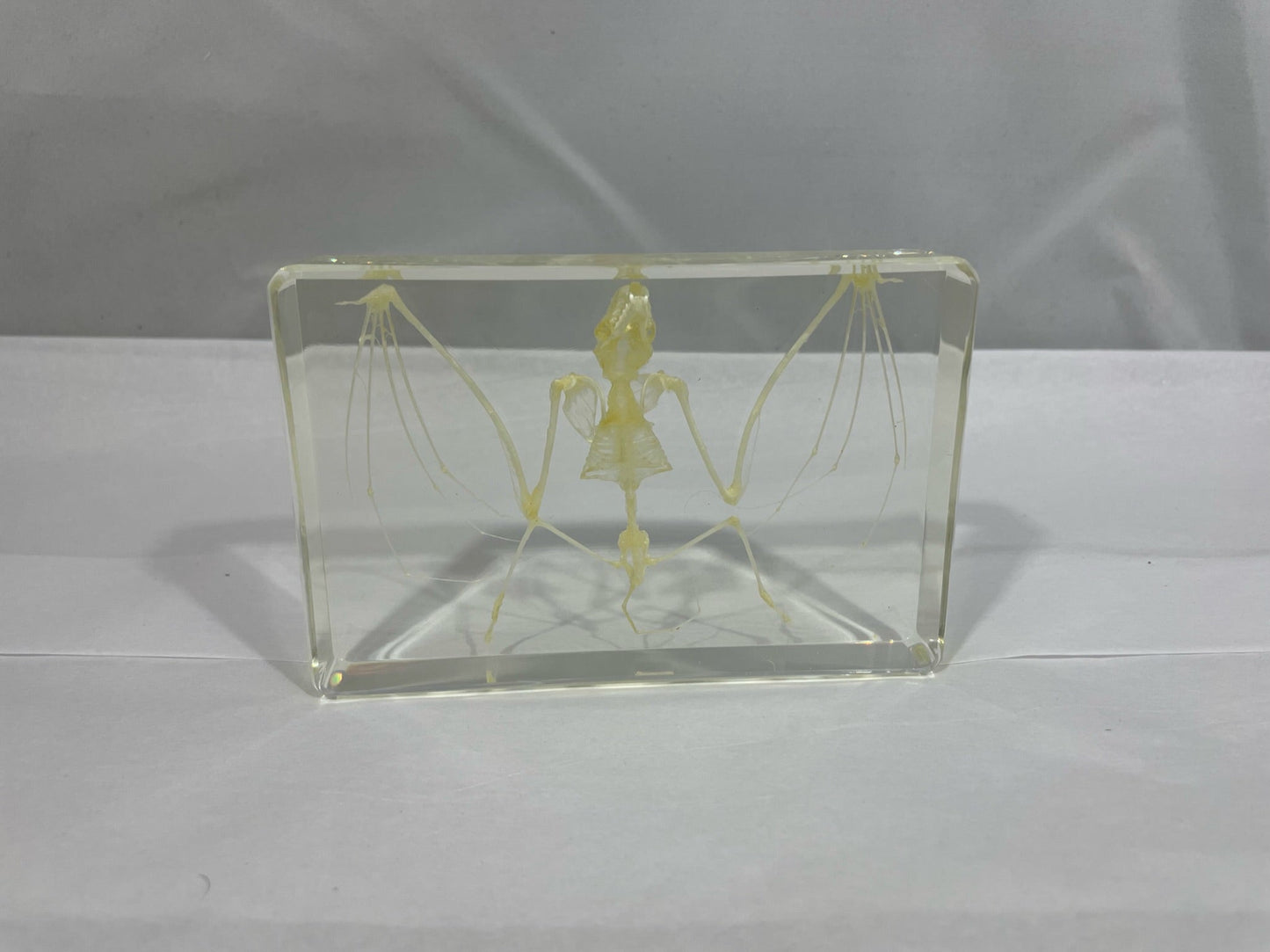 5.3" Bat Skeleton Display