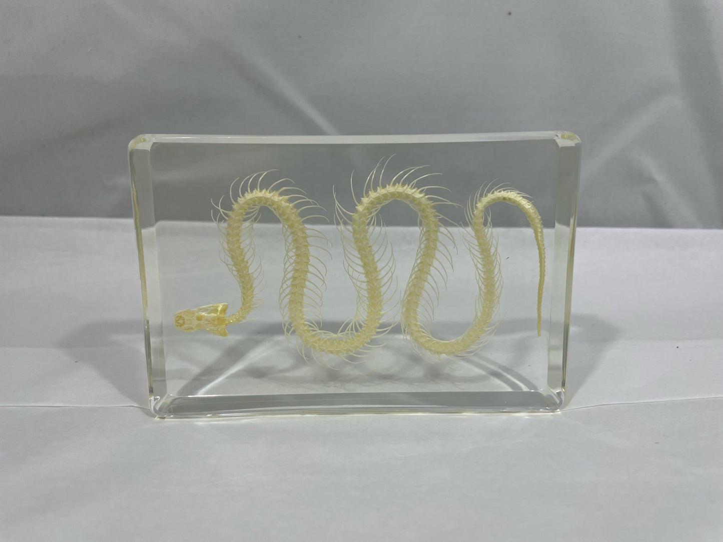5.3" Snake Skeleton Display