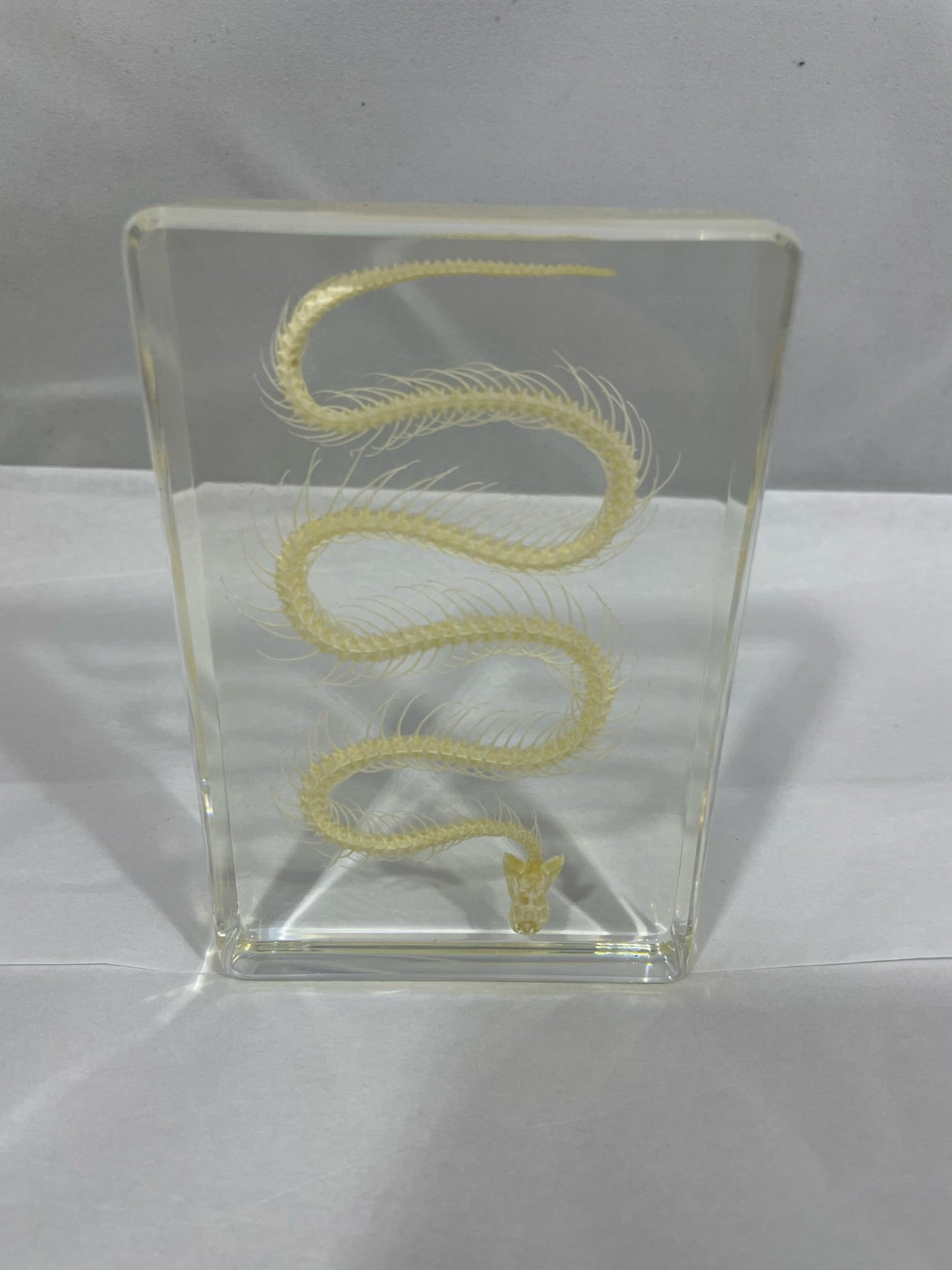 5.3" Snake Skeleton Display