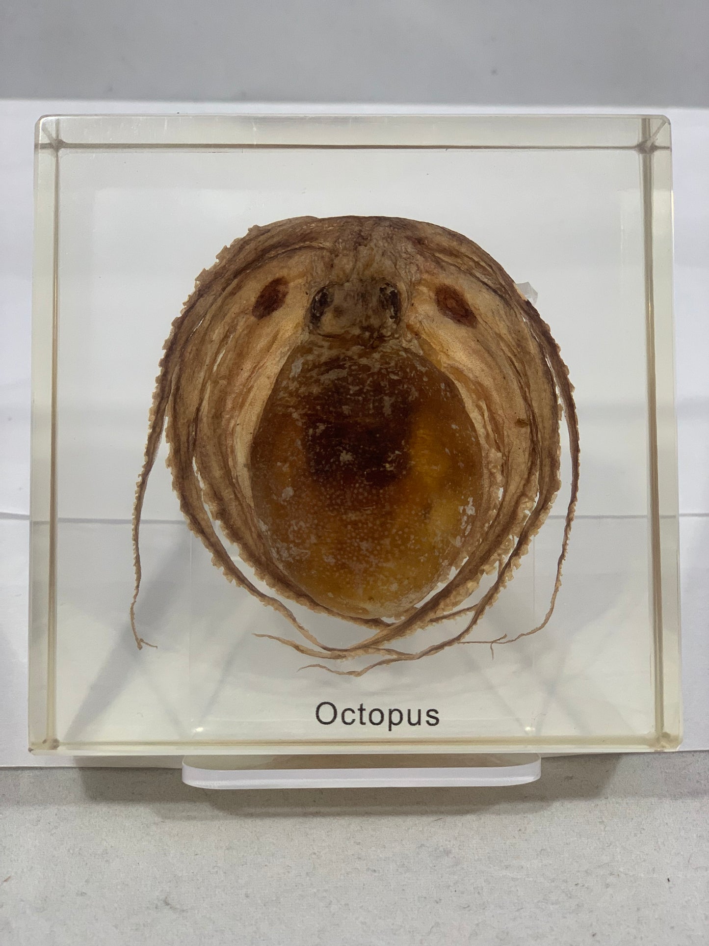 4" Octopus Paperweight