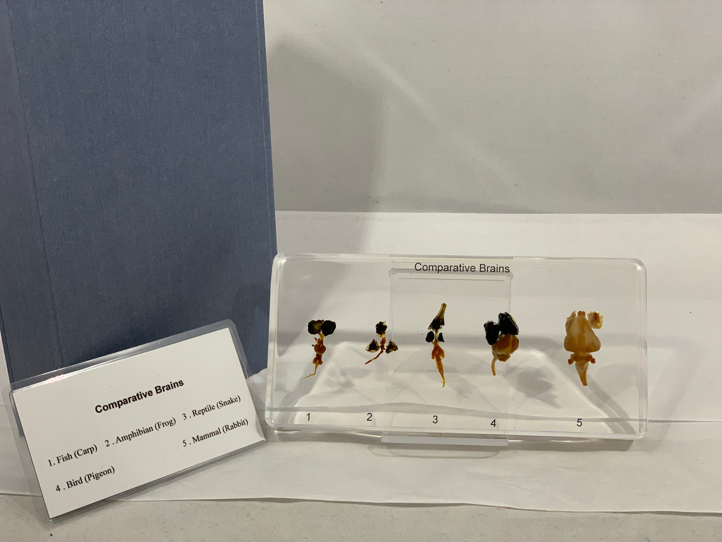 6.4" Comparative Brains Paperweight
