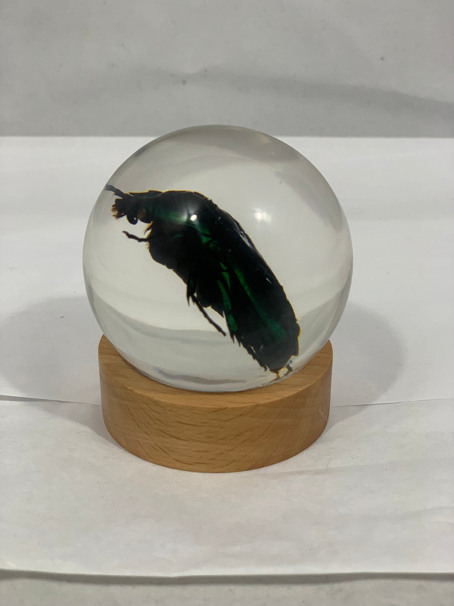 2.4" Green Rose Chafer Beetle Globe w/ Wood Base