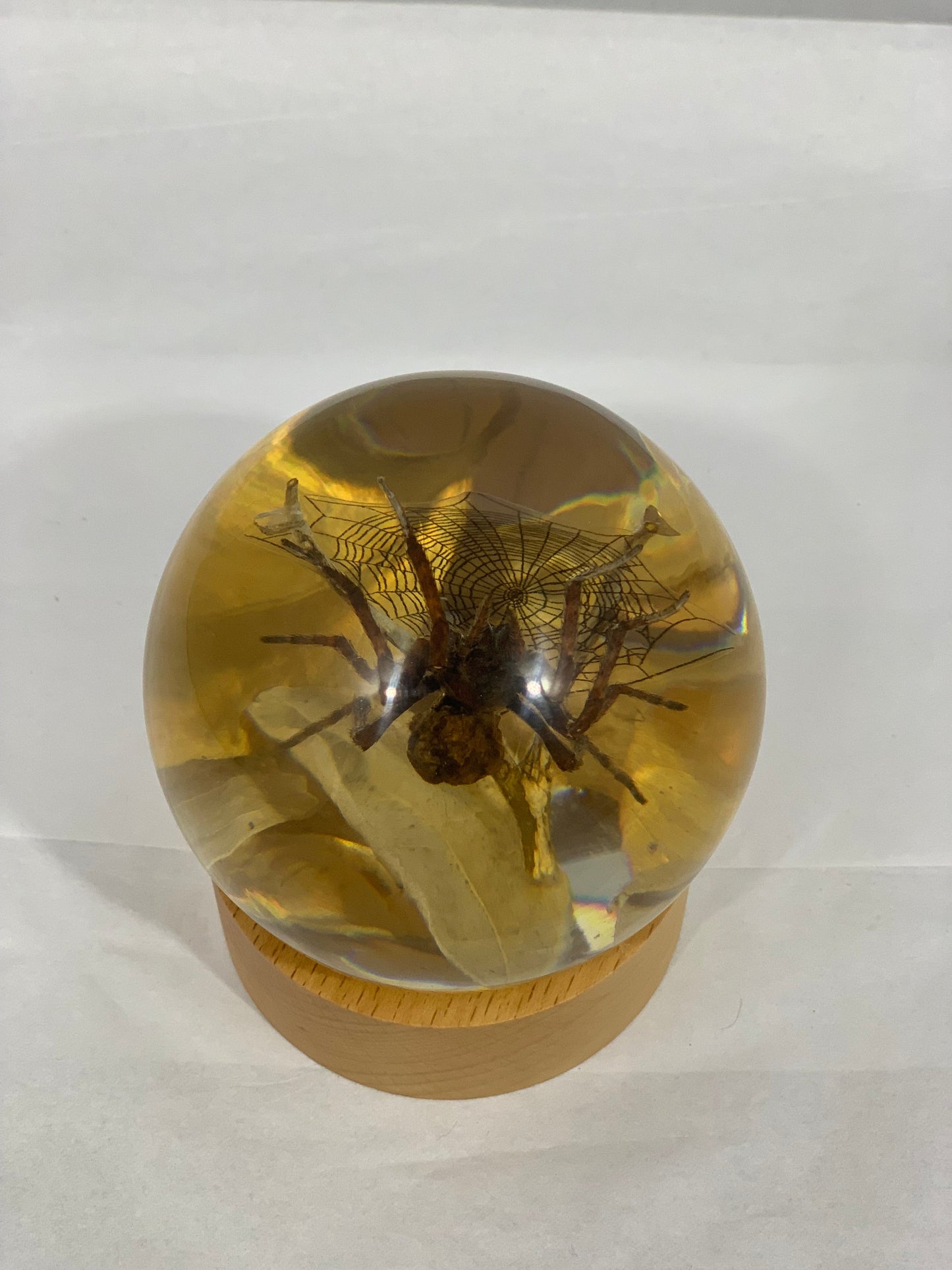 3.1" Spider Globe w/Wood Base