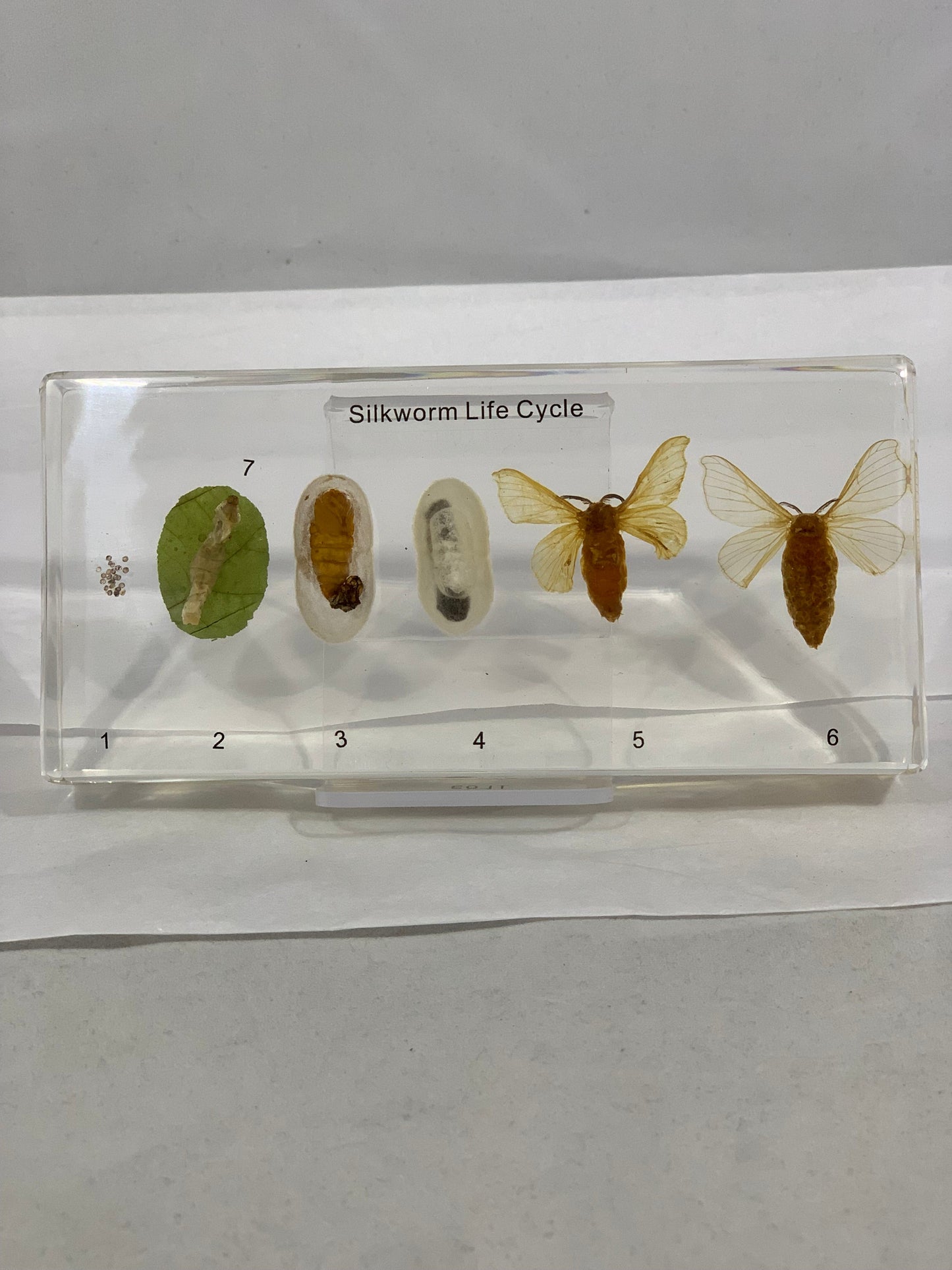 6.25" Silkworm Lifecycle Paperweight