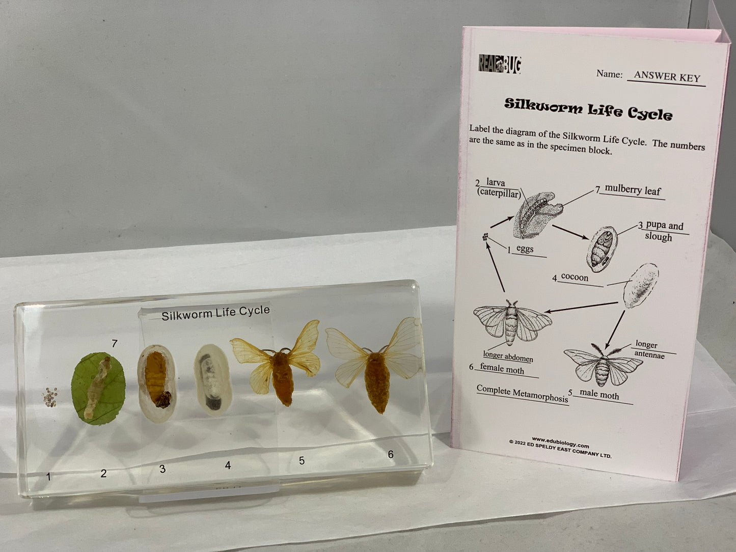 6.25" Silkworm Lifecycle Paperweight