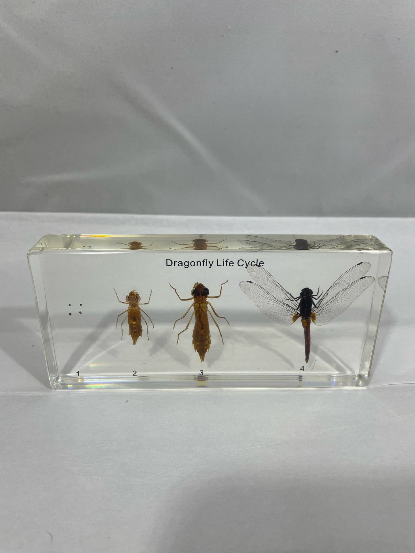 6.25" Dragonfly Lifecycle Paperweight