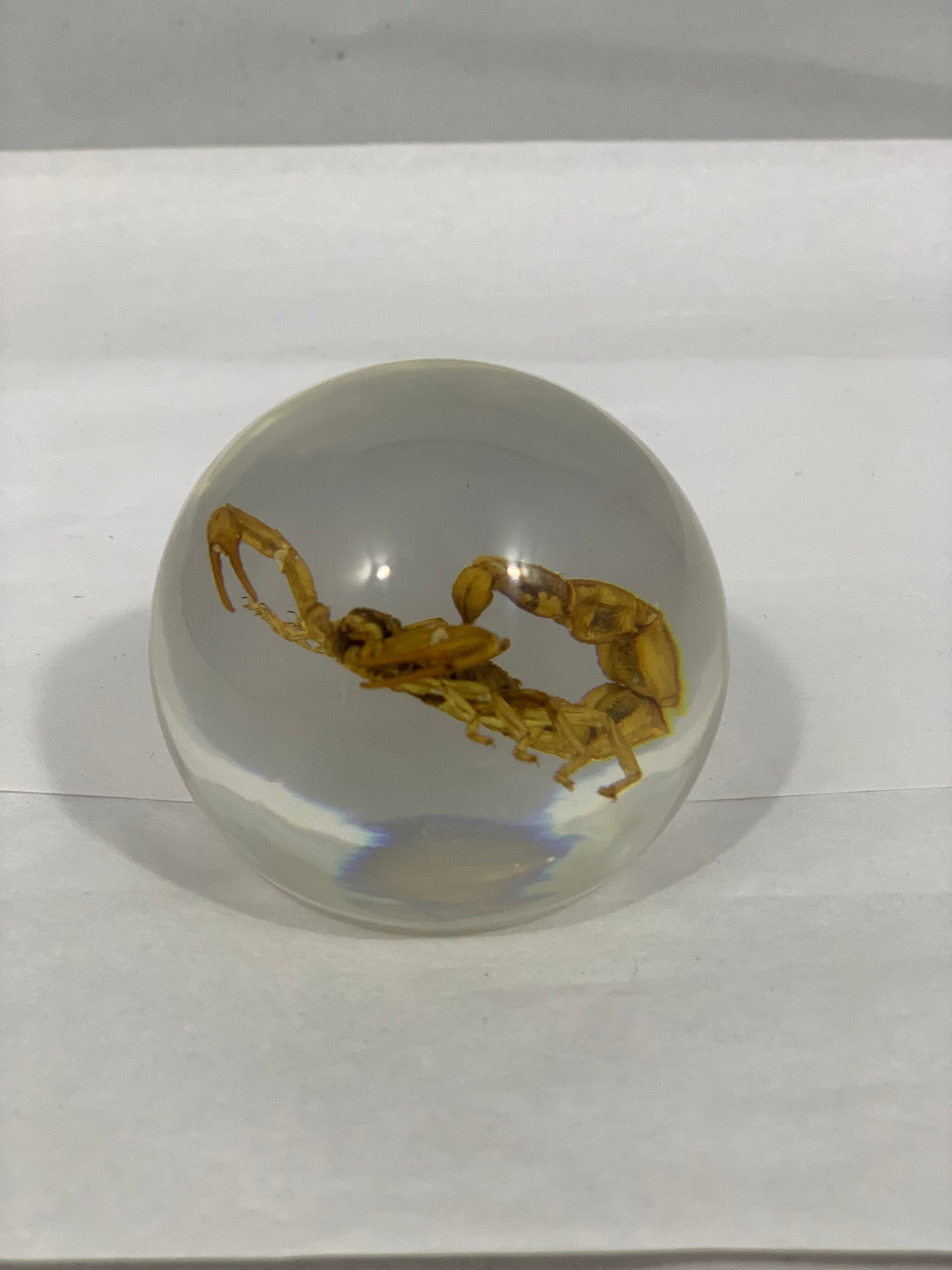 2.1" Scorpion Globe