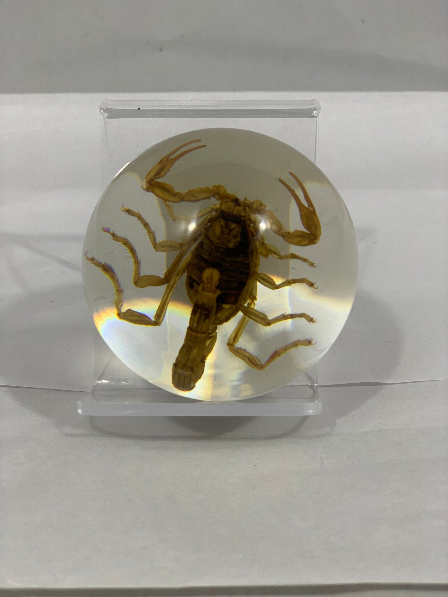 2.1" Scorpion Globe