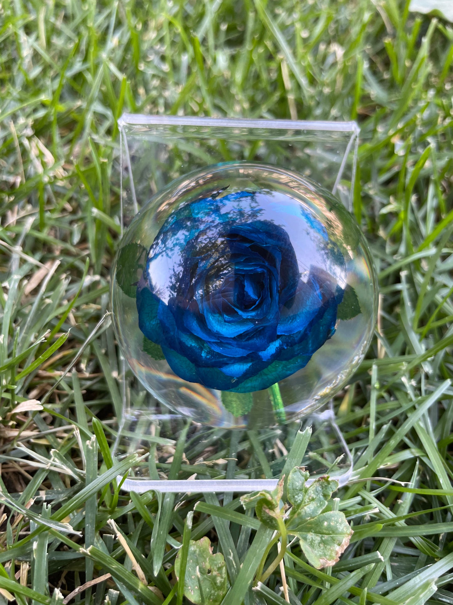 2.1" Forever Red or Blue Rose Encased in Resin Globe Desk Decoration