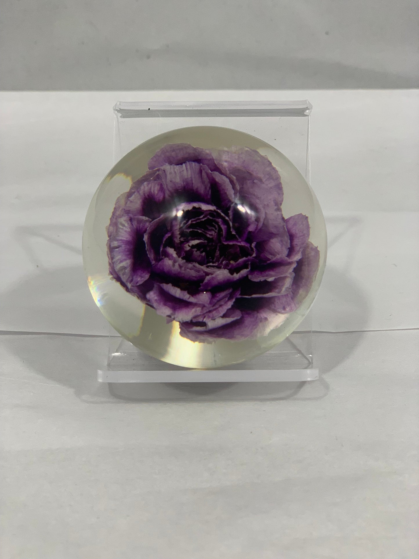 Purple Carnation Globe