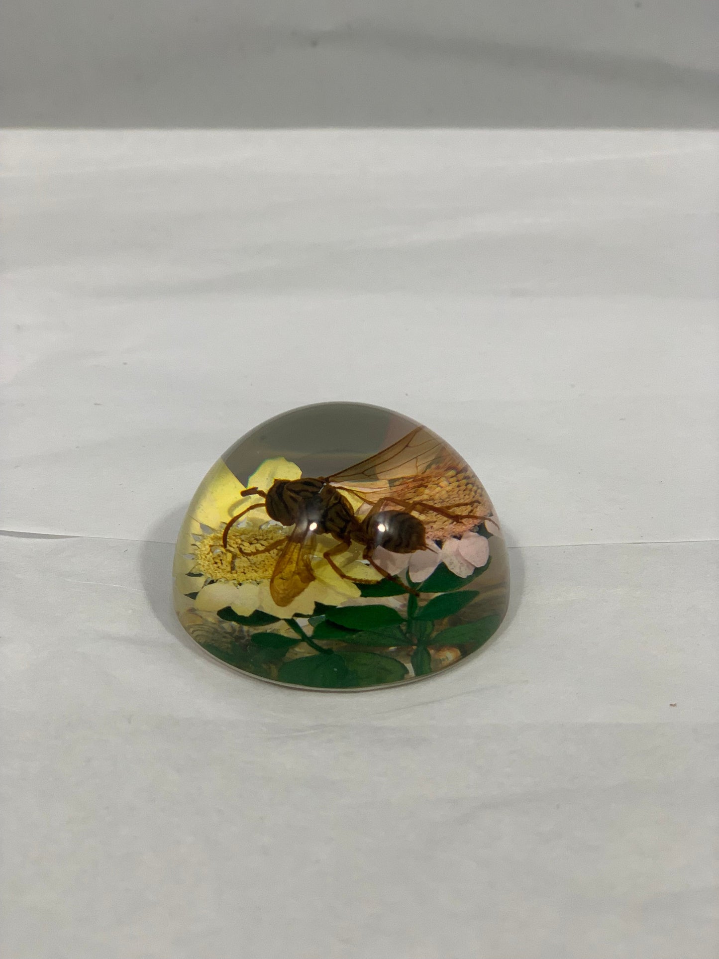 1.9" Mixed Insect Half Globes