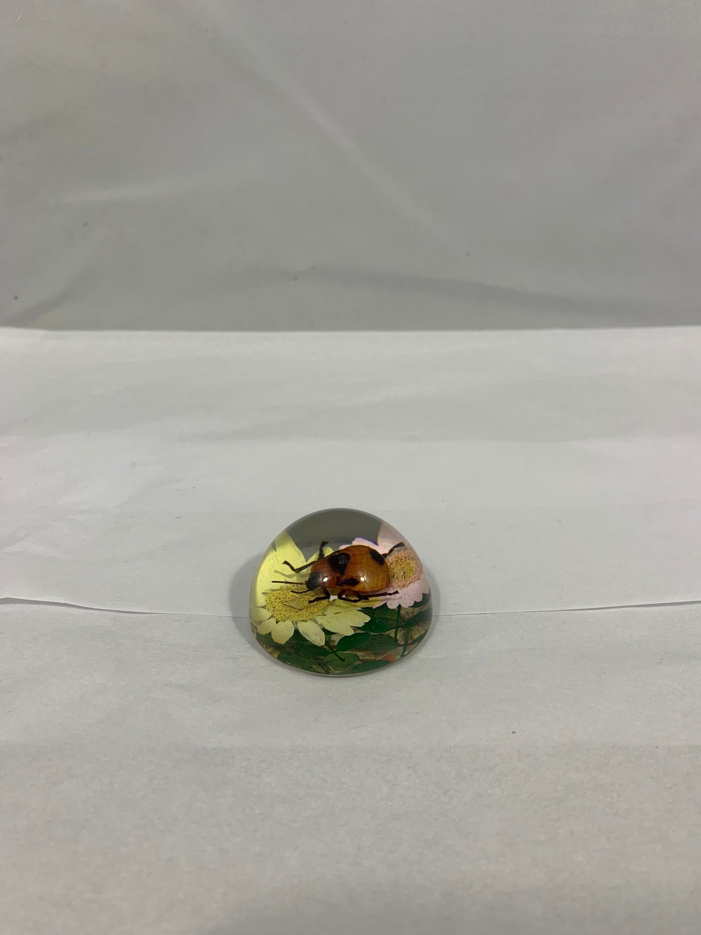 1.9" Mixed Insect Half Globes