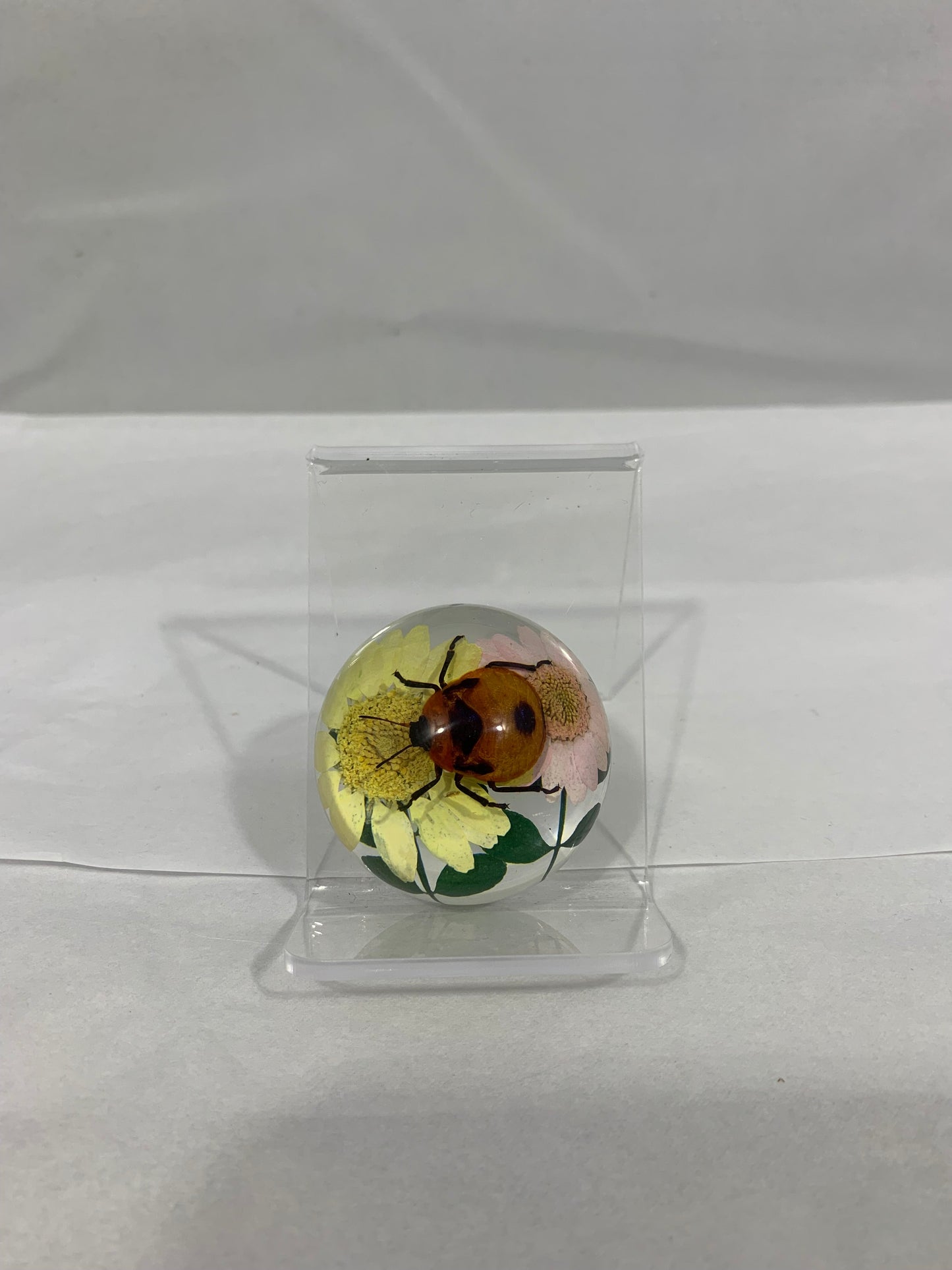 1.9" Mixed Insect Half Globes