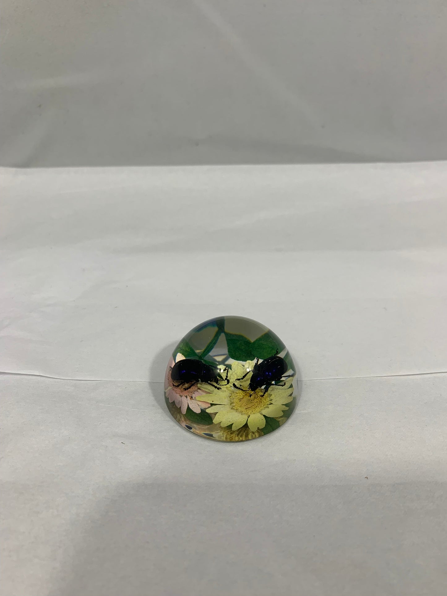 1.9" Mixed Insect Half Globes