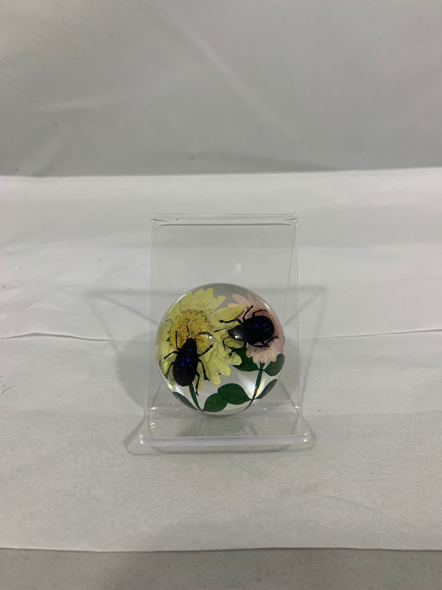 1.9" Mixed Insect Half Globes