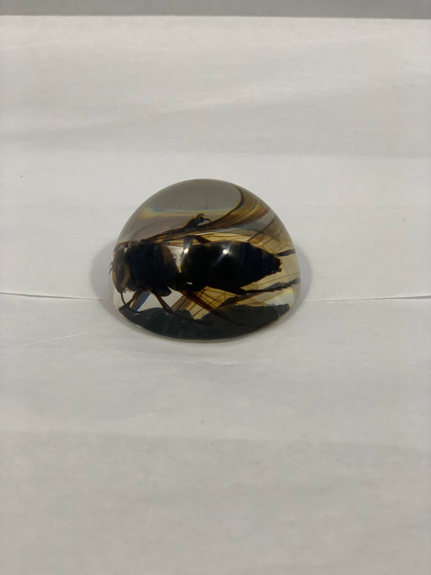 1.9" Unique and Rare Resin encased Asian giant hornet (Vespa mandarinia) Half Globe