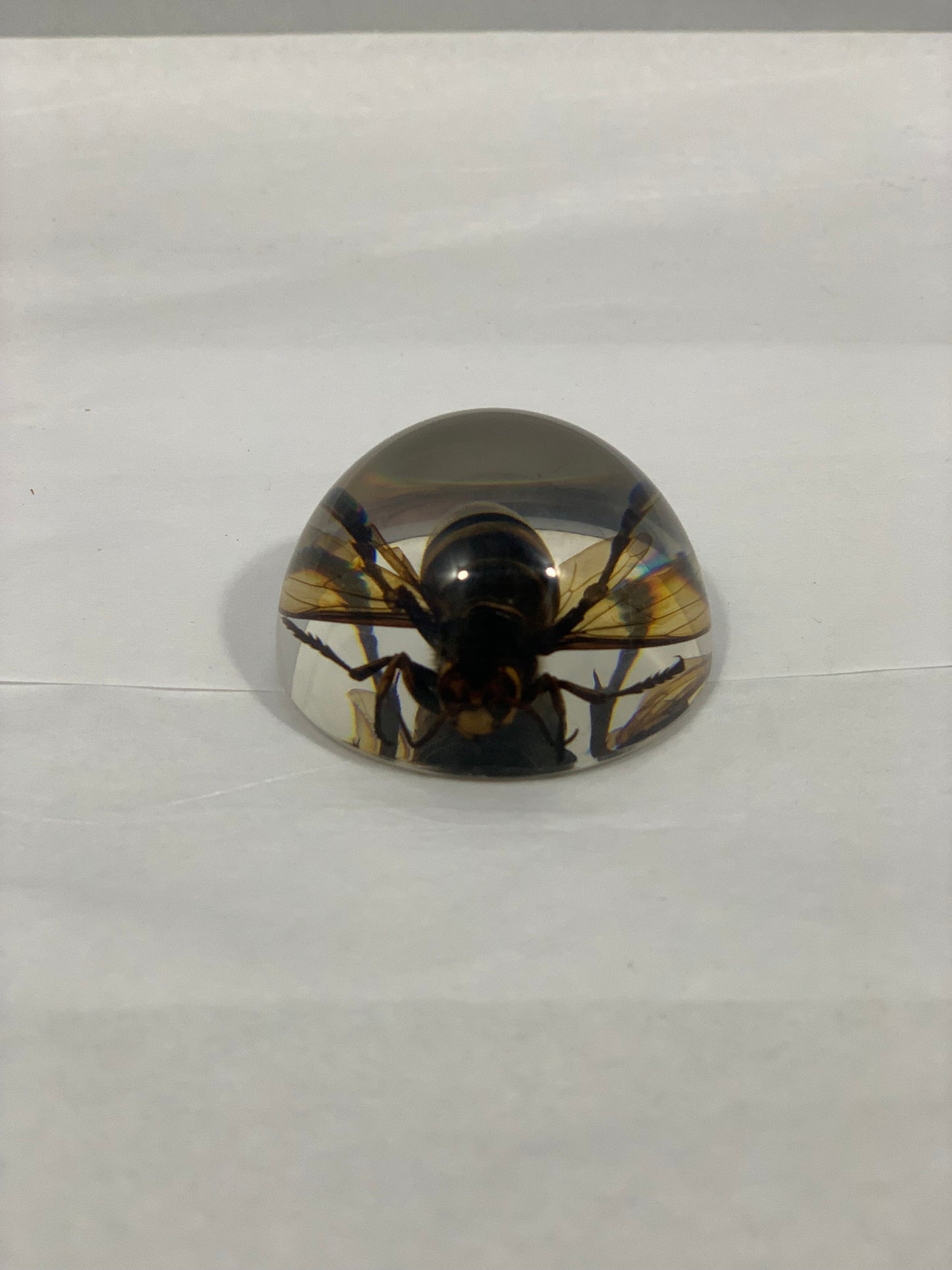 1.9" Unique and Rare Resin encased Asian giant hornet (Vespa mandarinia) Half Globe