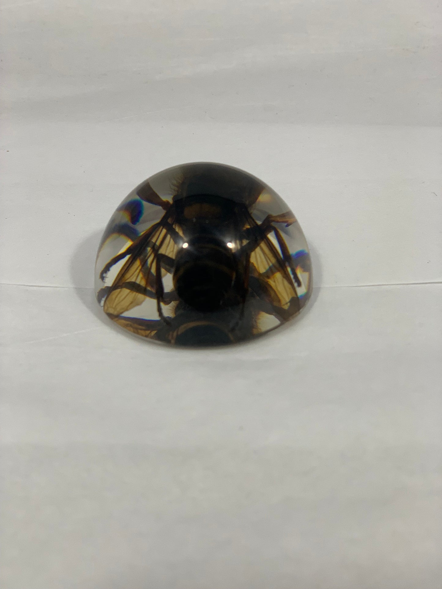 1.9" Unique and Rare Resin encased Asian giant hornet (Vespa mandarinia) Half Globe