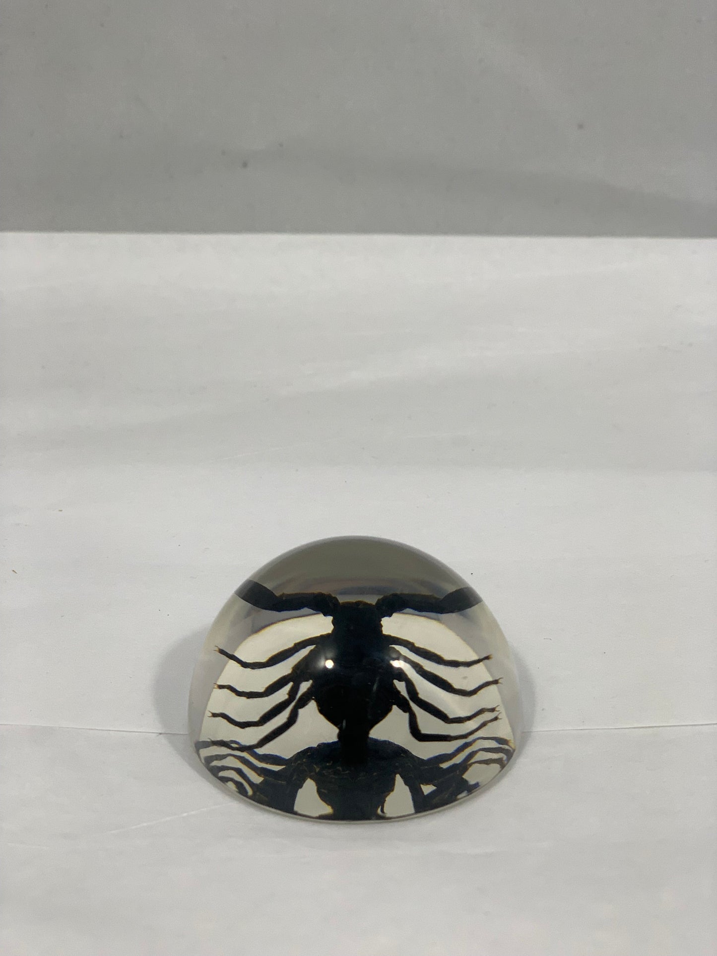 1.9" Black Scorpion Half Globe