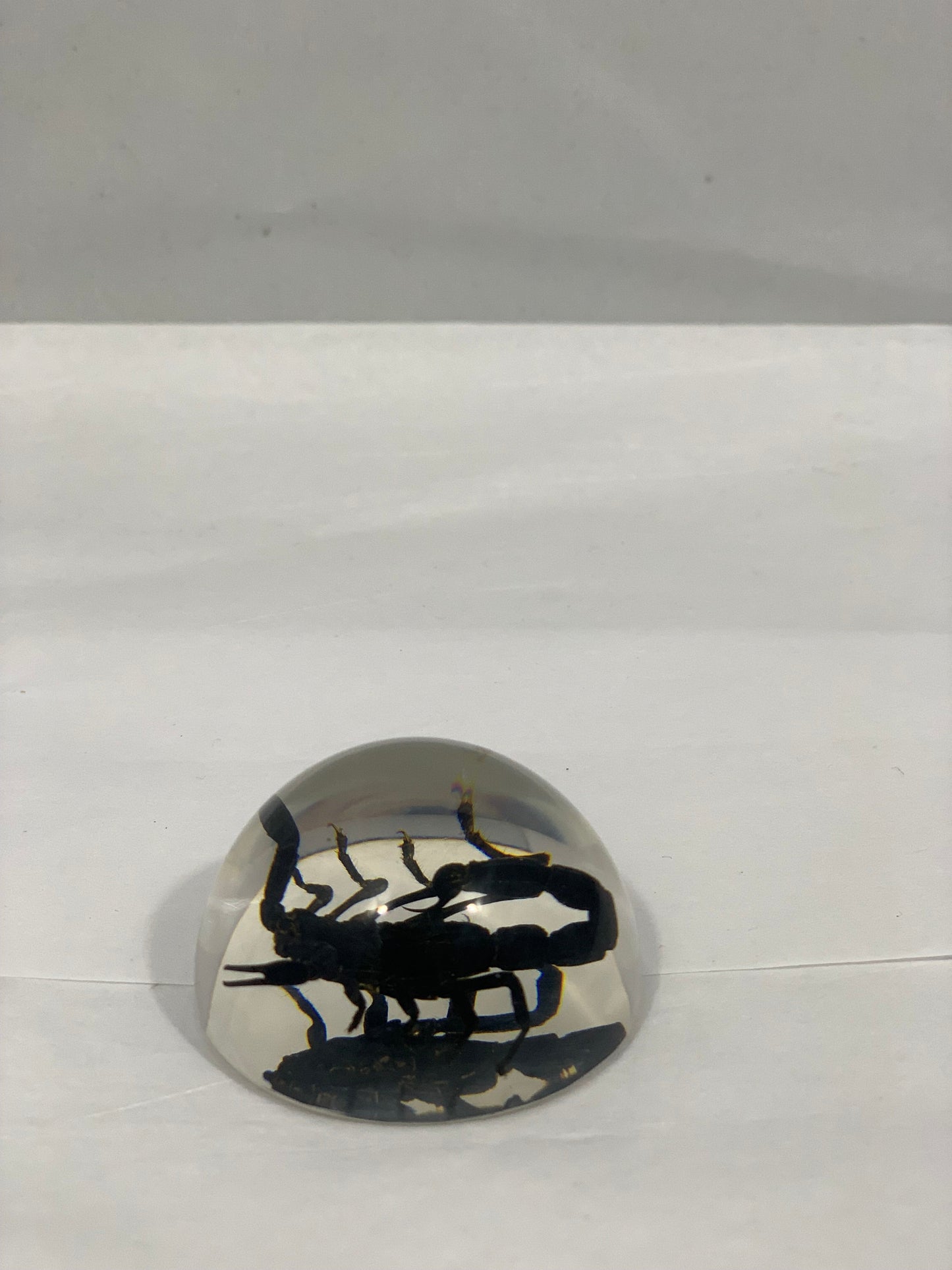 1.9" Black Scorpion Half Globe