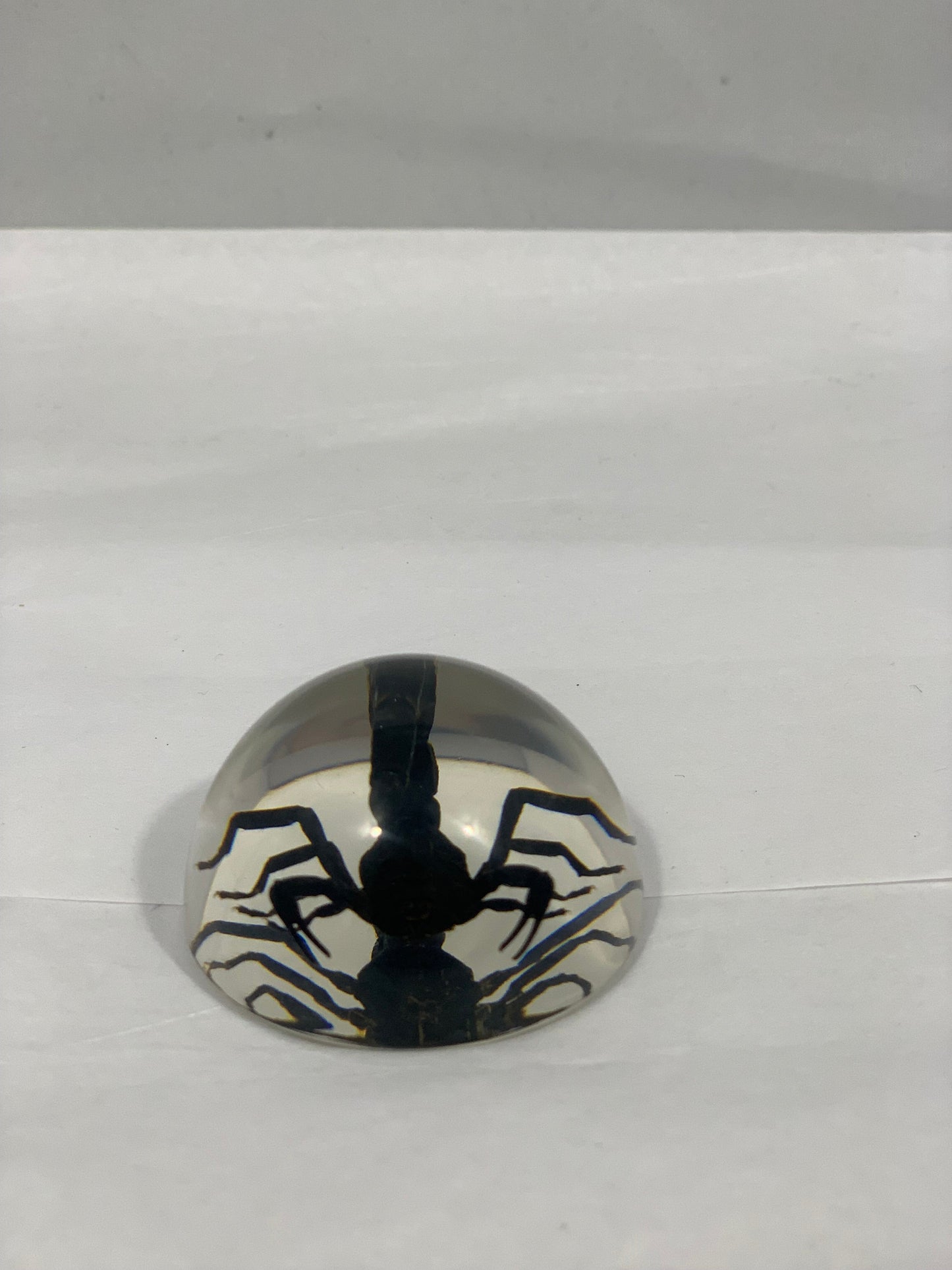 1.9" Black Scorpion Half Globe