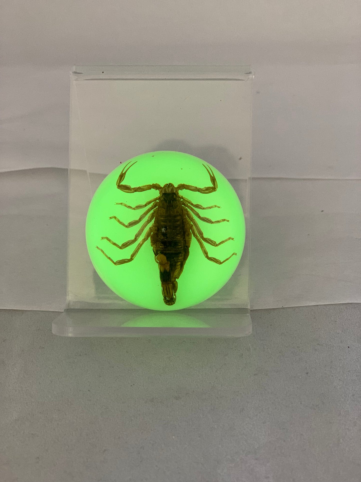 1.9" Half Globe Scorpion Paperweight