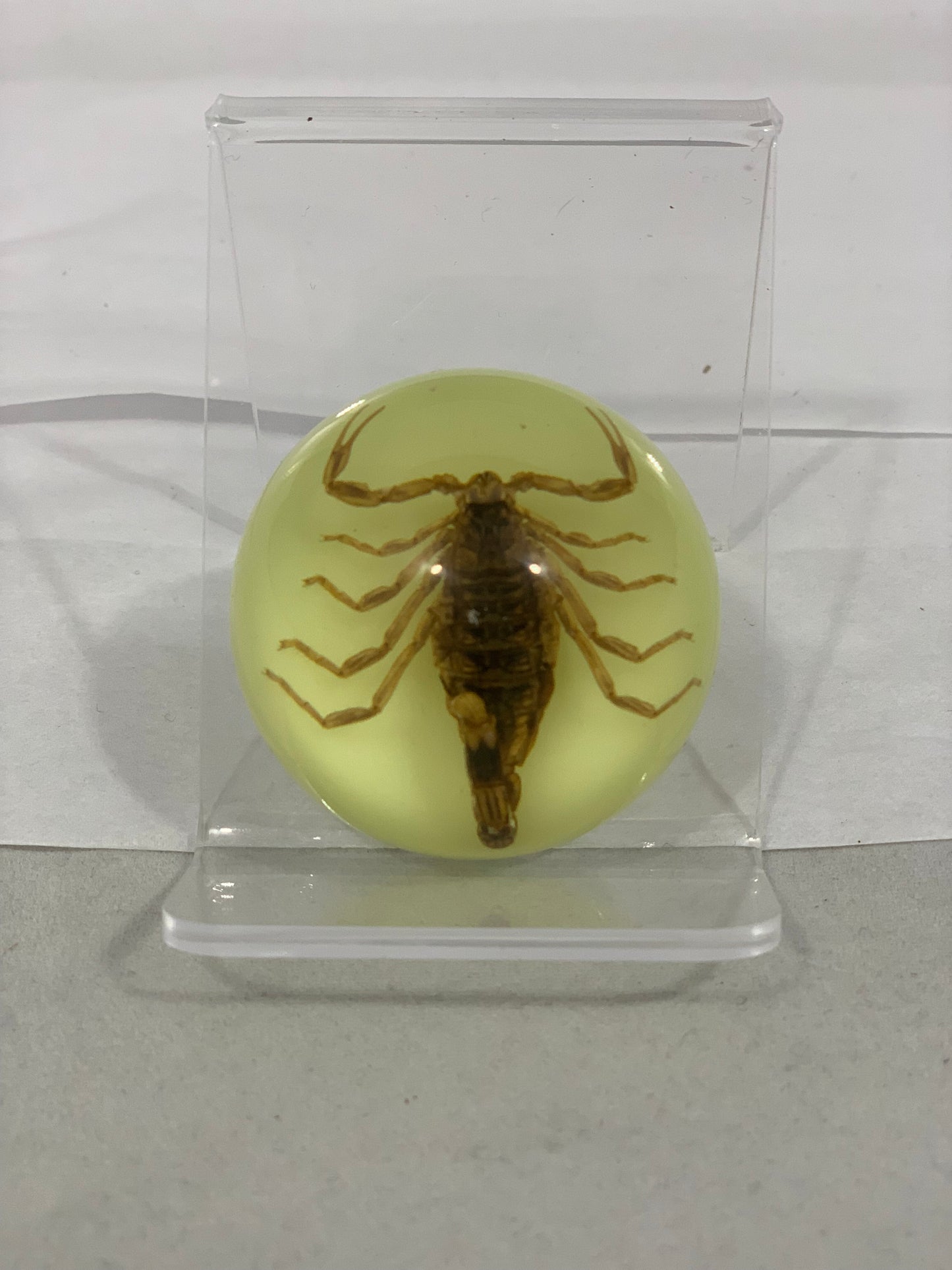 1.9" Half Globe Scorpion Paperweight